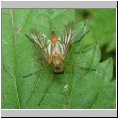 Rhagio tringarius - Schnepfenfliege 02.jpg